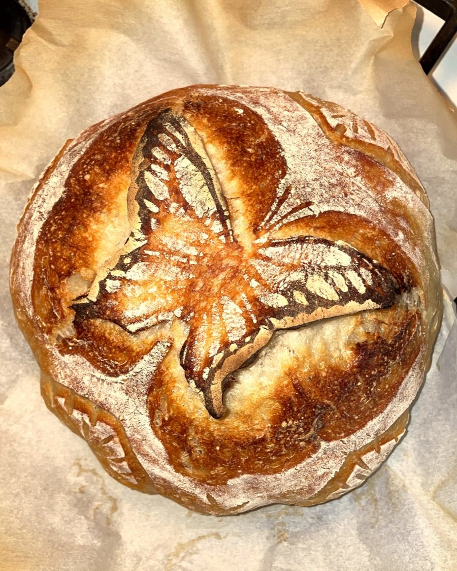 Peter, my first butterfly with raised wings